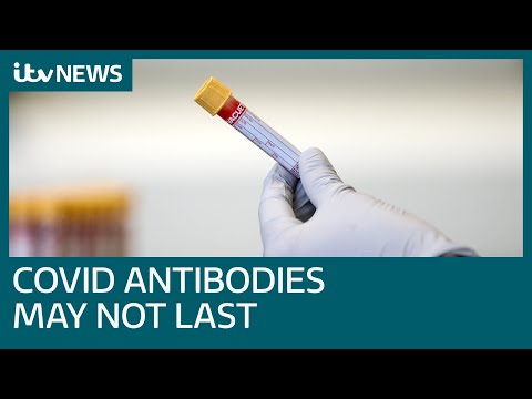 Covid antibodies can