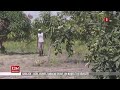 Lagripreneur babacar diouf exploite une ferme agricole de 2 hectares dans la commune de dya