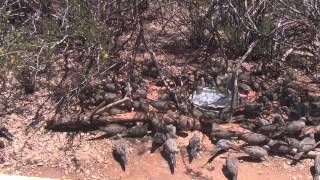 Arizona Wildlife - Horde Of Mourning Doves