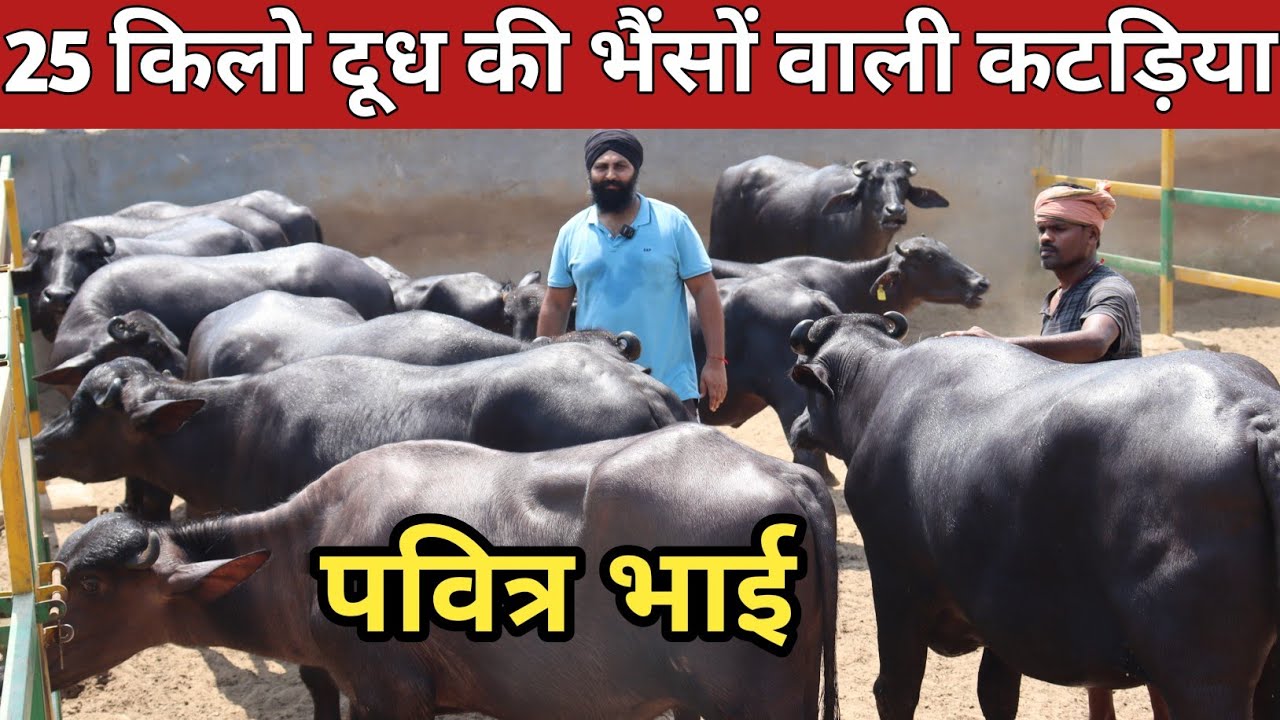 पवित्र भाई की 25 किलो दूध वाली भैंसो की कटड़िया II Saraswati Dairy Farm, Punjab