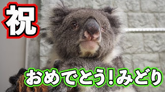 コアラ Youtube
