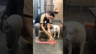 dog training#🐕#video#🐕#share#viral#subscribe#contact#7988150626