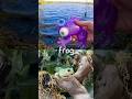 Fun Toys | Animal Names for Kids to Learn at the Lake: Frog Kangaroo Hippo Flamingo Monkey