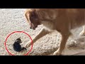 Golden Retriever Lovingly Cares For A Rescue Kitten Will Warm Your Heart