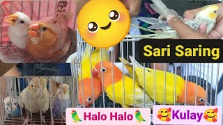 Vlog349 Green Opaline Dilute 🦜 Zebra Finch 🦜 Emerald Cockateil by D4NUC  4VI4RY 2,097 views 4 weeks ago 23 minutes
