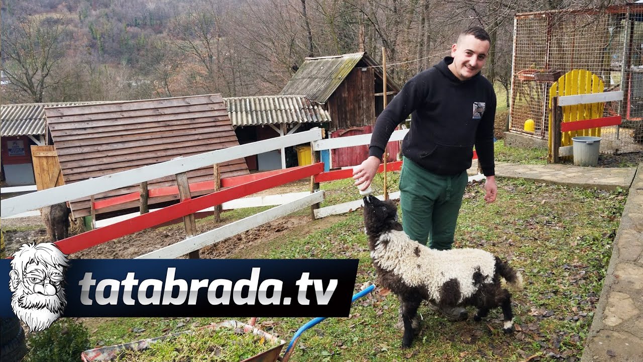 Kod Adija konji NE RADE - ONI UŽIVAJU!