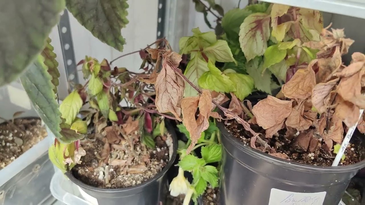 АХИМЕНЕСЫ,ПОРА СПАТЬ!!! 🌸☘️🌸☘️