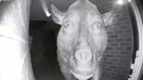 Crash Course Collab Entry(hosted by @greeneanimations ) (Repost)