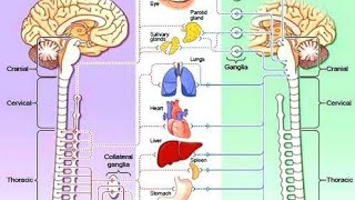 Autonomic Nervous System || High yield basic concepts !!