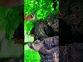 #shorts/Watch the hoopoe bird where and what it eats and watch its strange movements when it moves