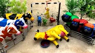WOW ‼️ POTONG SAPI WARNA WARNI TRUK OLENG MUAT SAPI KURBAN #628