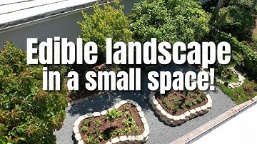 EDIBLE LANDSCAPE in a SMALL SPACE!