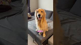 目が合うと勝手にはじまる( ✧Д✧) ｶｯ #大型犬 #ゴールデンレトリバー
