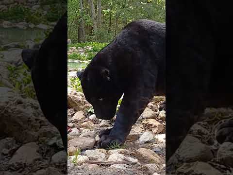 Ягуар Багира в Подмосковном сафари-парке #сафарипарк #забавныеживотные #animals #ягуар #cub #cubs