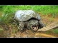 How to Find and Catch Snapping Turtles By Hand | Aquachigger