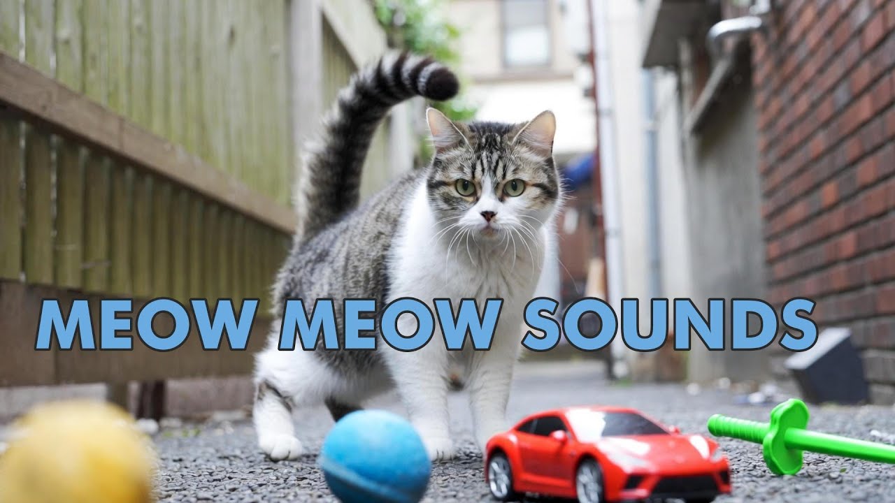 MEOW MEOW SOUNDS【instrumental】