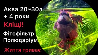 видео: 8. Історія про акваріум 20л. Від запуска + 4 роки. Як знищити шкідливих комах в фітофільтрі? Півники картинка: 8. Історія про акваріум 20л. Від запуска + 4 роки. Як знищити шкідливих комах в фітофільтрі? Півники