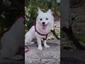 तुमने शादी से पहले क्यों नहीं बताया #funny #comedy #funnycomedy #labrador #memes #reels #dog #shorts