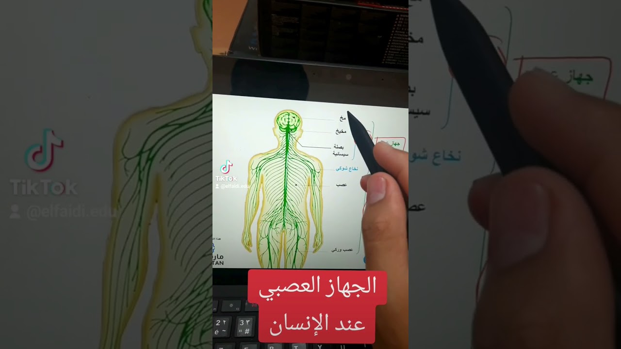 مكونات الجهاز العصبي #بيام_2024 #bem2024 #اكسبلور
