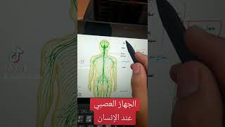 مكونات الجهاز العصبي #بيام_2024 #bem2024 #اكسبلور