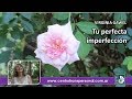 Virginia Gawel: TU PERFECTA IMPERFECCIÓN