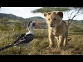 LION KING FULL HD 1080 VJ KEVO @ GAMERS LOFT ENTERTAINMENT