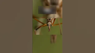 Ни в Коем Случае Не Давите Это Насекомое!😨 #shorts #насекомое #комар