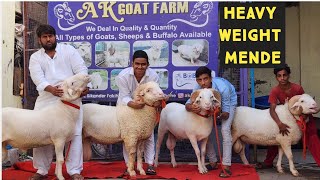 100 Kg Heavy Weight Vilayti Mende At AK Goat Farm Bhiwandi | Lajawaab Quality Ke Sheep.