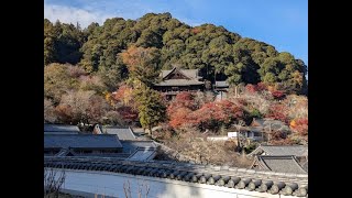 桜井市　長谷寺の秋　2025 11.24