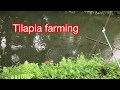 Tilapia farming in backyard