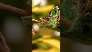 How to eating Chameleons #funny #animals