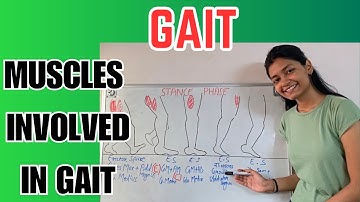 Gait Cycle Muscle Activity | gait kinetics | gait exercise therapy | physiotherapy