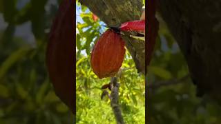 Coklat Berasal Dari Buah Kakau coklatviral coklat faktaunik belajar education shorts