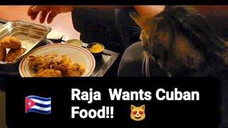 Cat Reaction:  Raja Wants Cuban Food!!  😻  🇨🇺 by Frolicking Felines 14 views 7 months ago 1 minute, 21 seconds