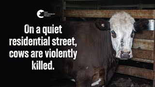 Cows beaten and violenty Slaughtered | Gathercoles Wangaratta (PART 1)
