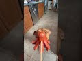 Octopus Weenies