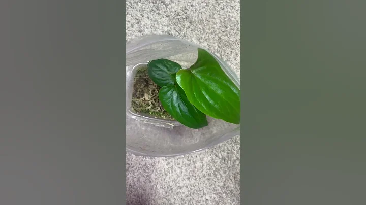 Best Way to Save Anthurium Stumps #anthuriums #anthurium #propagation