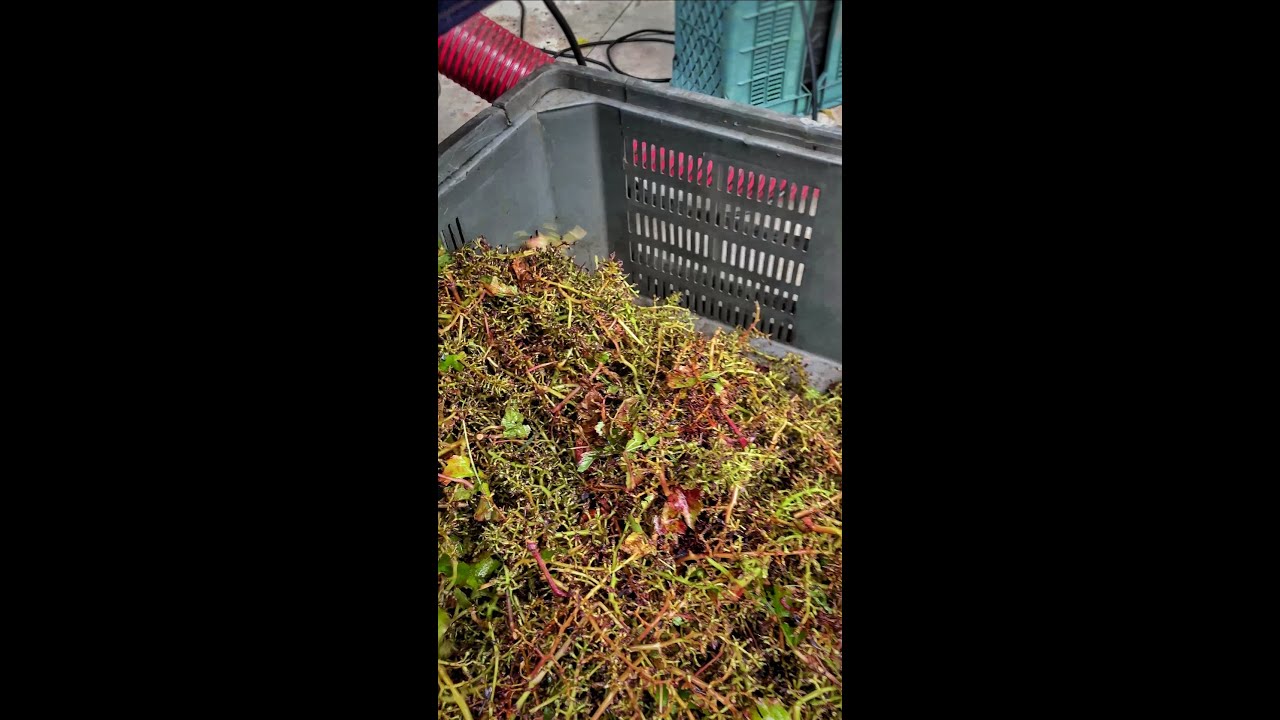 Diraspatura Piedirosso (Vendemmia 2022 Cantine Mustilli)