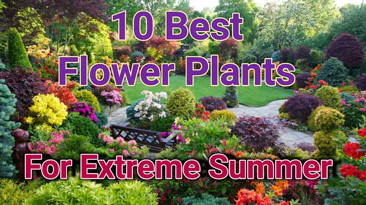 10 Best Flower Plants for Extreme Hot Weather - DayDayNews
