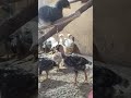 pintinhos carijos 18 dias de vidas