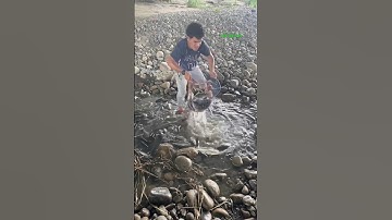 Cá Lớn - Nước Rút cá Rô Phi mắc kẹt nhiều 😱 #khacthuyvlogg