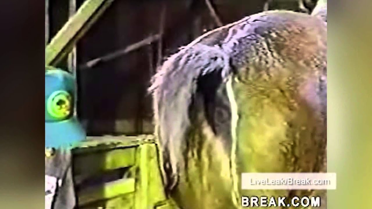 Horse Farts right in a mans face close up on TV YouTube