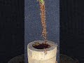 Teamwork in Action: Ants Unite to Reach a Sweet Prize