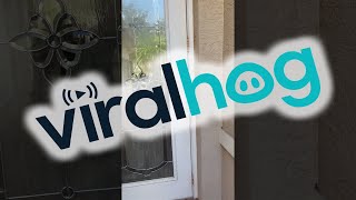 Snake Caught In Front Door || ViralHog Wealth