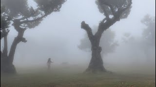 Madeira - Fanal Forest