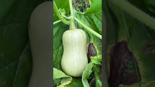 Mystery Squash Squash Cross Pollination from Compost Pile