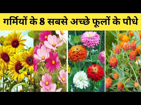 Top 8 Best Summer Flower Plants 🌸 | गर्मियों में उगने वाले शानदार फूल | Home Garden Full Guide 2026
