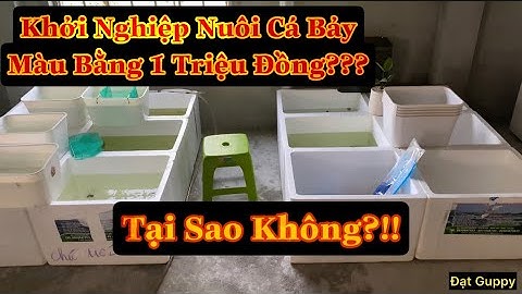 Khởi Nghiệp Nuôi Cá Bảy Màu Bằng 1 Triệu Đồng | Tại Sao Không??? | Chia Sẻ Kinh Nghiệm | Đạt Guppy
