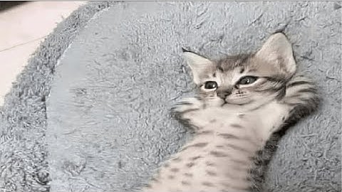 6.5kd rolah6 triple nuked (2v3)