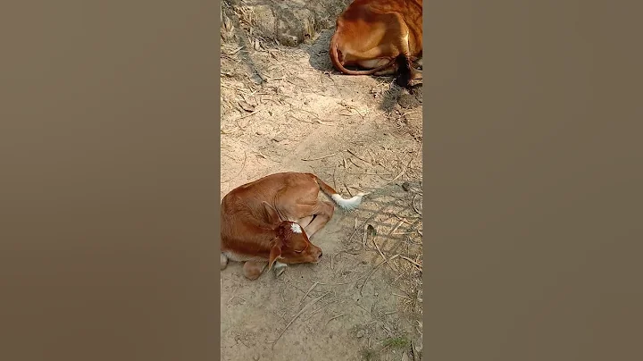 #mother #cow and #baby 🐮🐄🤠#shorts #viral #trending #nature